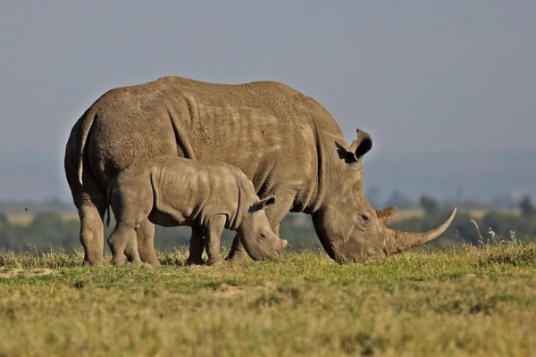 Serengeti